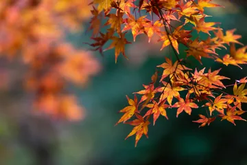 Autumn Home Staging Tips: How to Make Buyers Fall in Love with Your Home